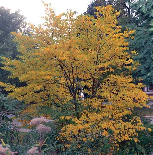 8 Native Shrubs and Trees for Midwestern Fall Color