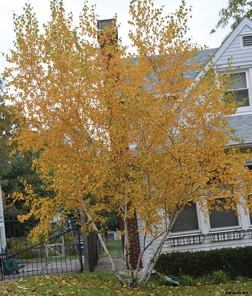 8 Native Shrubs and Trees for Midwestern Fall Color