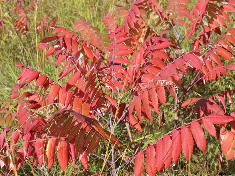 8 Native Shrubs and Trees for Midwestern Fall Color