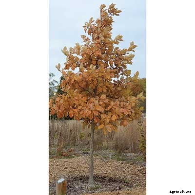 8 Native Shrubs and Trees for Midwestern Fall Color