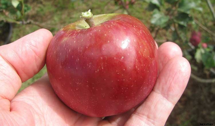 Fall Harvest: How To Pick And Store Apples For The Winter