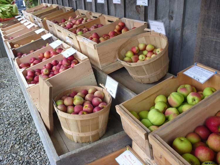 Fall Harvest: How To Pick And Store Apples For The Winter