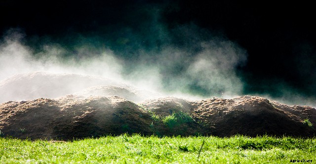 5 Foolproof Ways to Compost Weeds