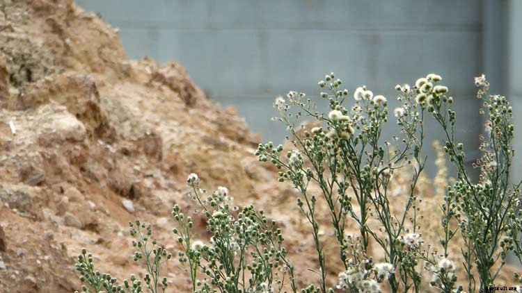 5 Foolproof Ways to Compost Weeds