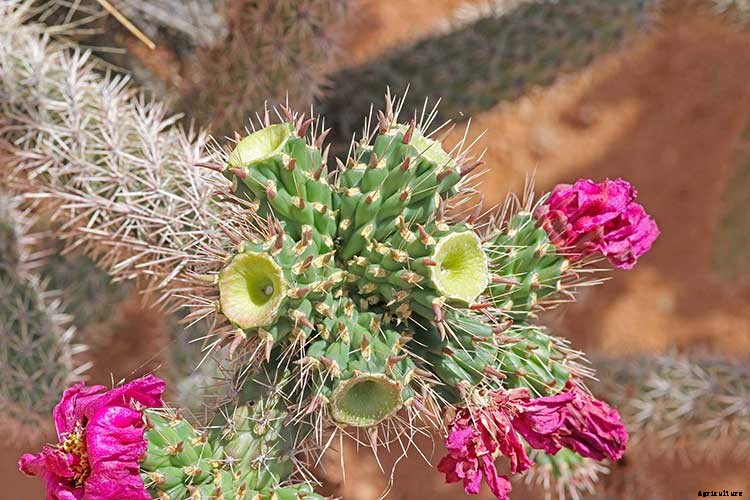 Stunning Succulents: Fertilizing Your Drought-Tolerant Plants