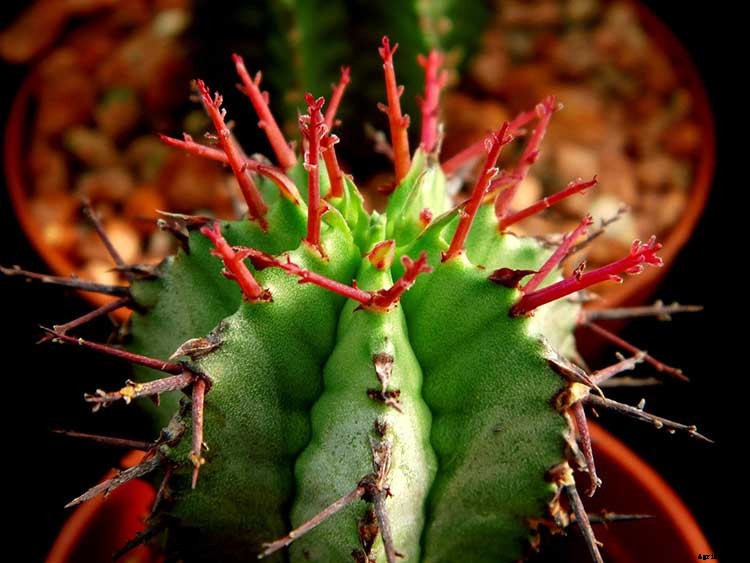 Stunning Succulents: Fertilizing Your Drought-Tolerant Plants