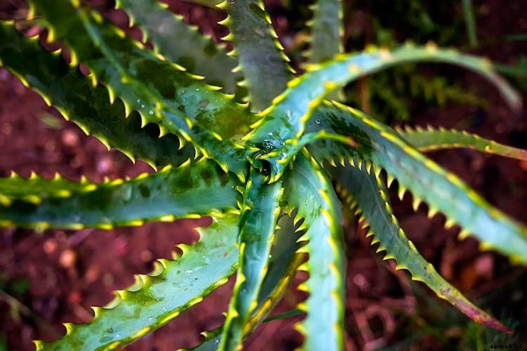 Stunning Succulents: Fertilizing Your Drought-Tolerant Plants