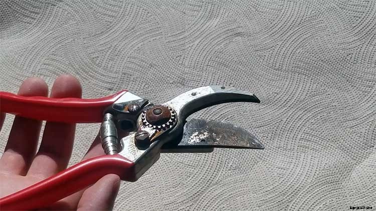 How to Remove Rust From Tools The Easiest Way