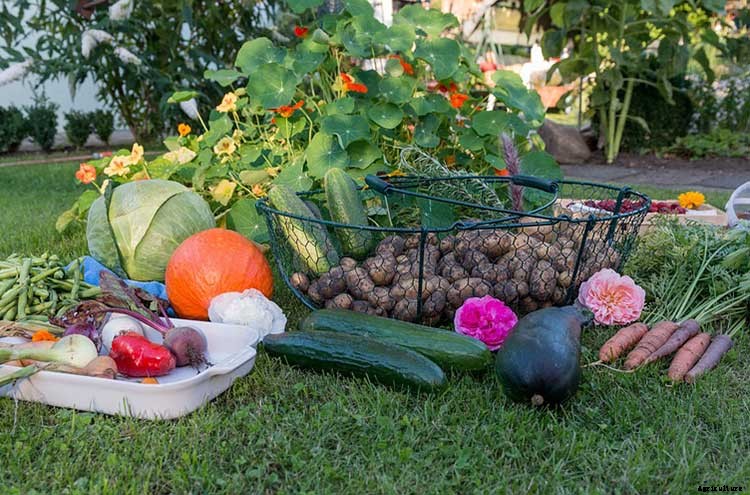 Fall Garden Guide: Grow The Best Fall Veggies