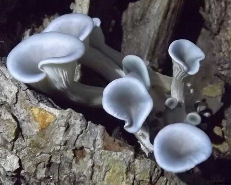How To Grow Your Oyster Mushrooms Step-By-Step
