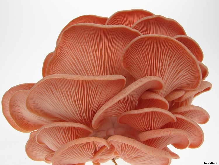 How To Grow Your Oyster Mushrooms Step-By-Step