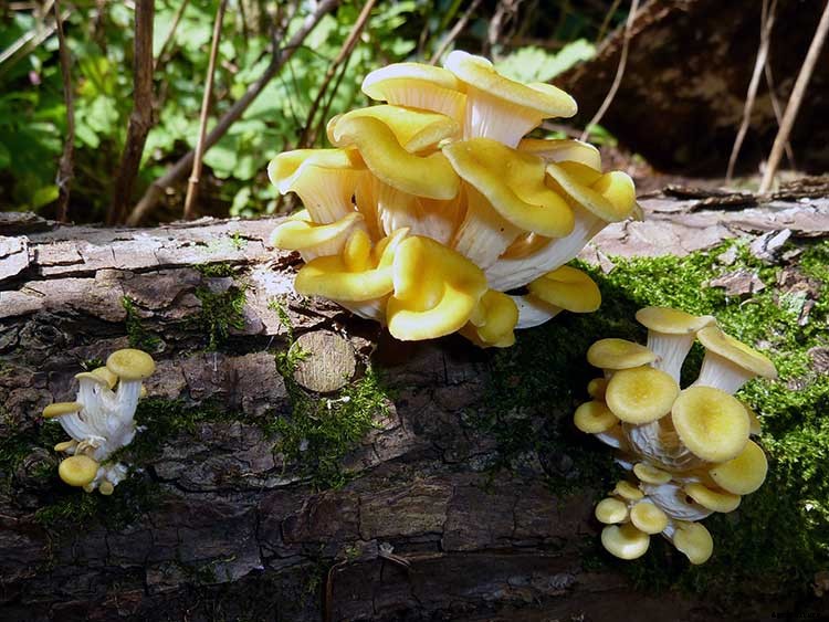 How To Grow Your Oyster Mushrooms Step-By-Step