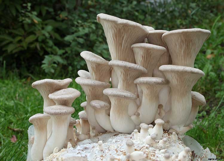 How To Grow Your Oyster Mushrooms Step-By-Step