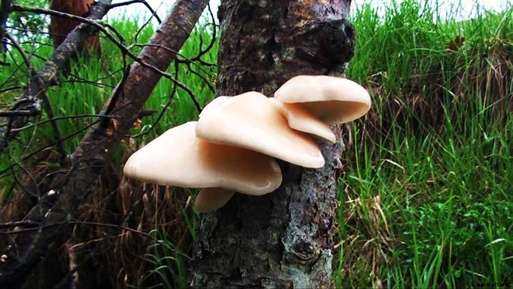 How To Grow Your Oyster Mushrooms Step-By-Step