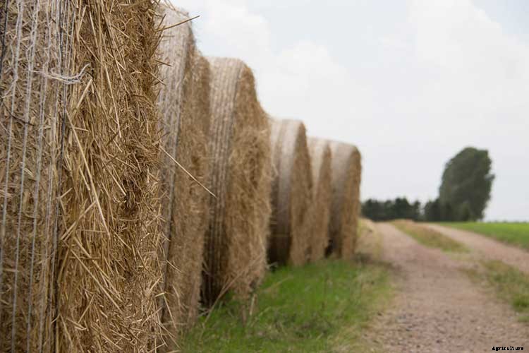 How To Grow Your Oyster Mushrooms Step-By-Step