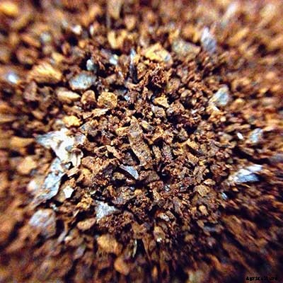 How To Grow Your Oyster Mushrooms Step-By-Step