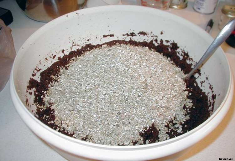 How To Grow Your Oyster Mushrooms Step-By-Step