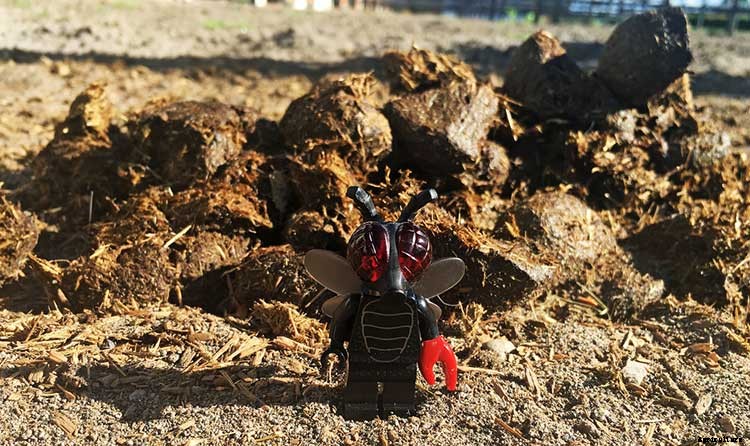 How To Grow Your Oyster Mushrooms Step-By-Step