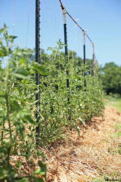 53 Tomato Trellis Designs (Completely Free)