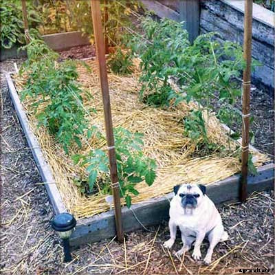 53 Tomato Trellis Designs (Completely Free)