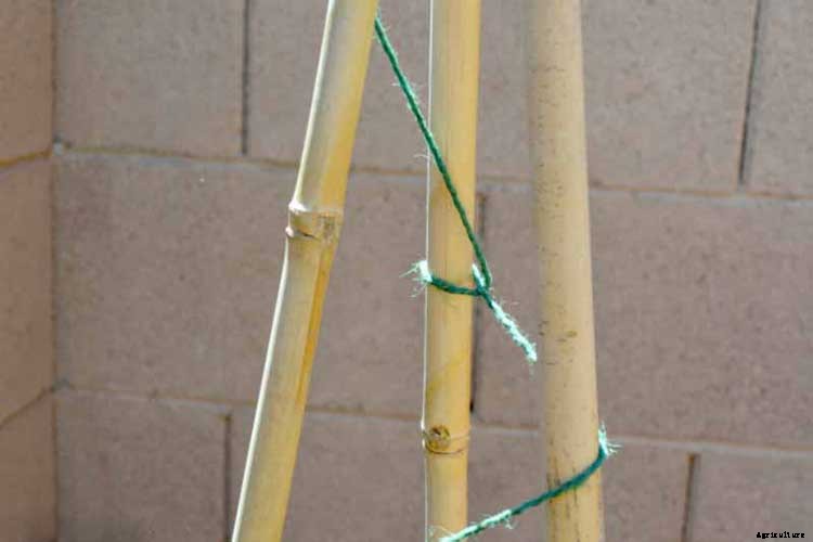 53 Tomato Trellis Designs (Completely Free)