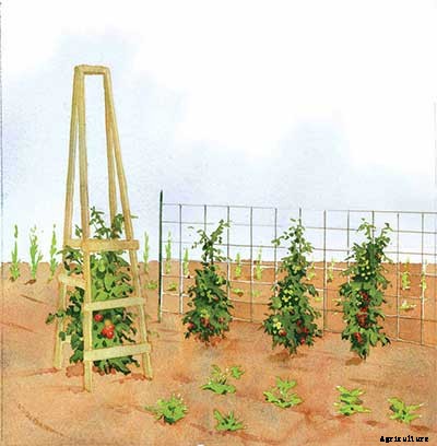 53 Tomato Trellis Designs (Completely Free)