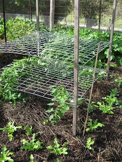 53 Tomato Trellis Designs (Completely Free)