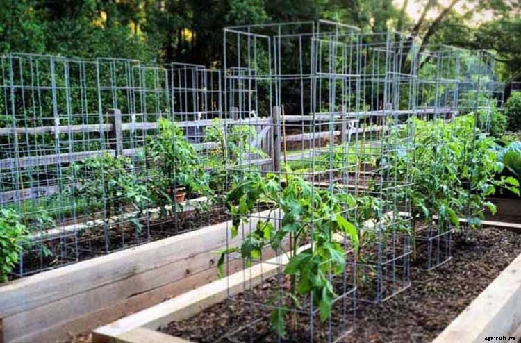 53 Tomato Trellis Designs (Completely Free)
