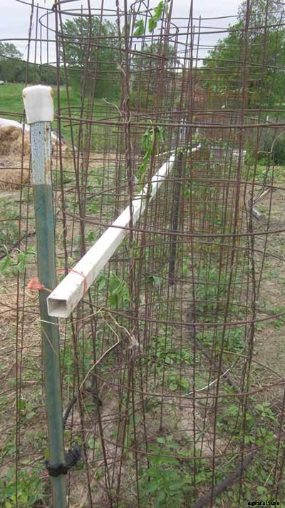53 Tomato Trellis Designs (Completely Free)