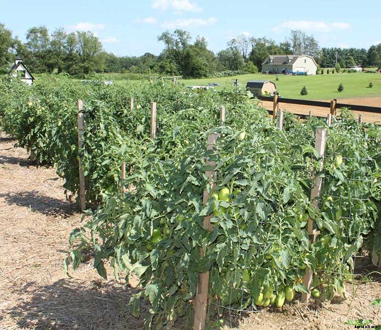 53 Tomato Trellis Designs (Completely Free)