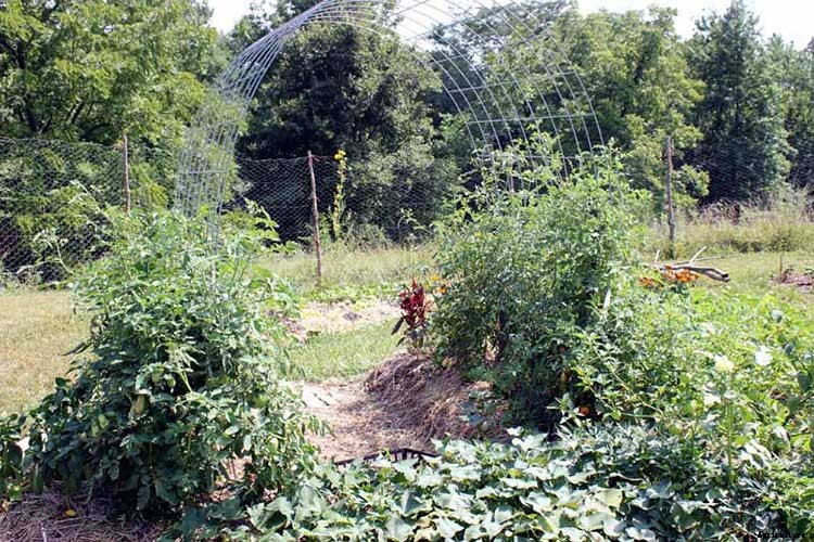 53 Tomato Trellis Designs (Completely Free)