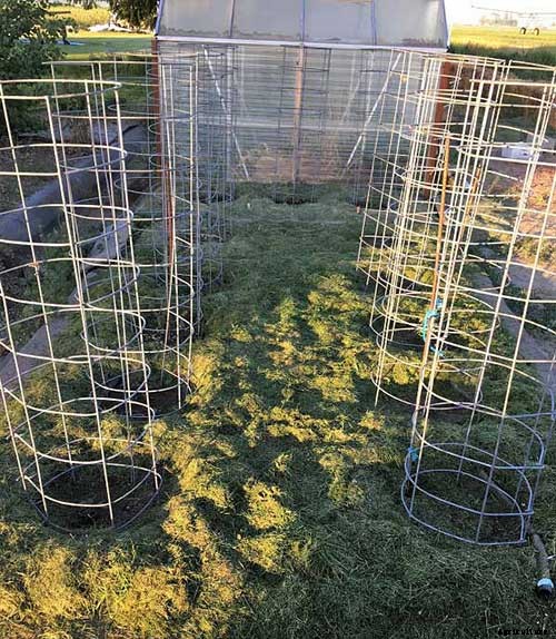 53 Tomato Trellis Designs (Completely Free)