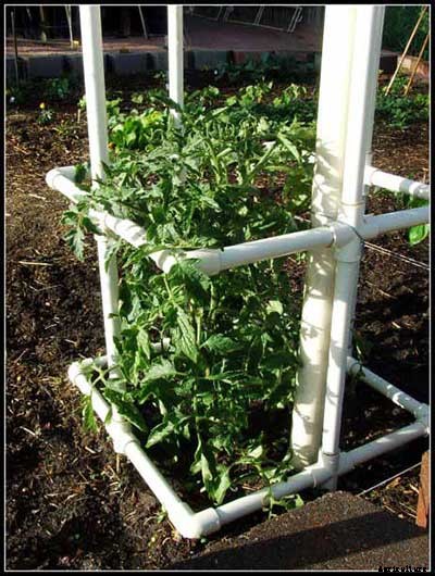 53 Tomato Trellis Designs (Completely Free)