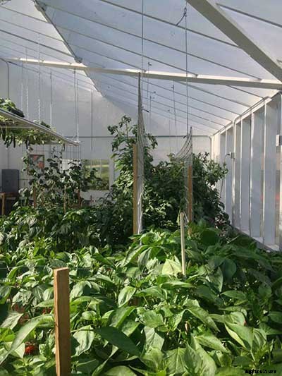 53 Tomato Trellis Designs (Completely Free)