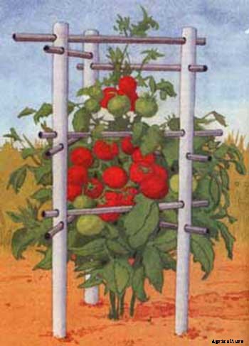 53 Tomato Trellis Designs (Completely Free)
