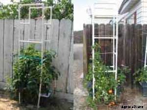 53 Tomato Trellis Designs (Completely Free)