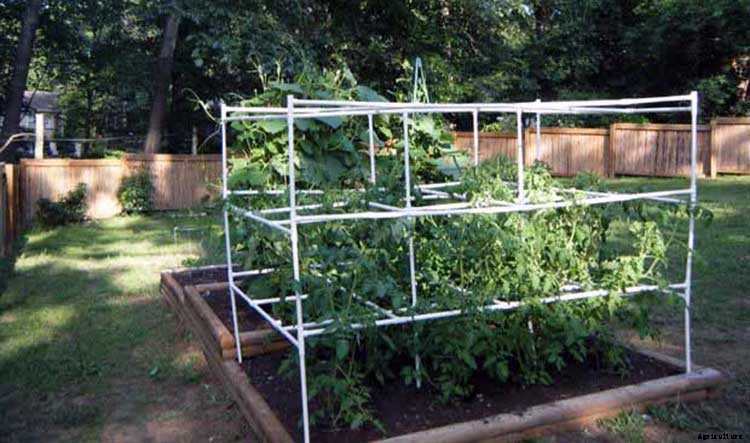 53 Tomato Trellis Designs (Completely Free)