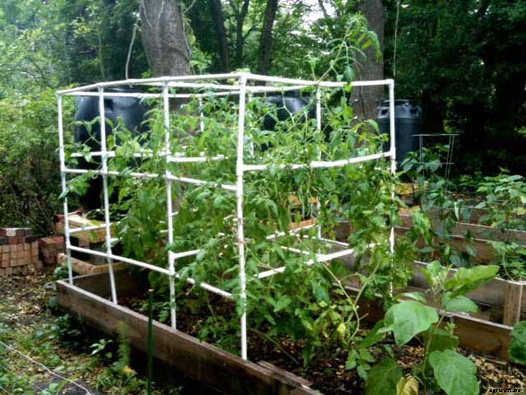 53 Tomato Trellis Designs (Completely Free)