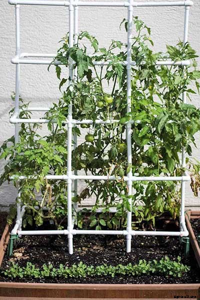 53 Tomato Trellis Designs (Completely Free)