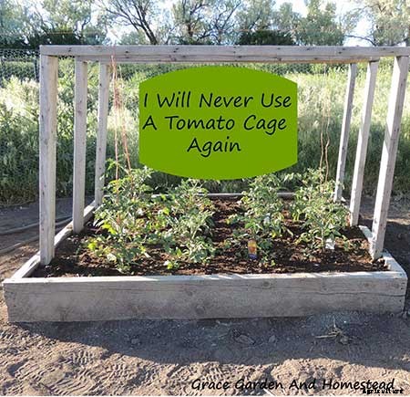 53 Tomato Trellis Designs (Completely Free)
