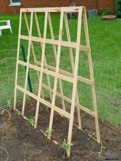 53 Tomato Trellis Designs (Completely Free)