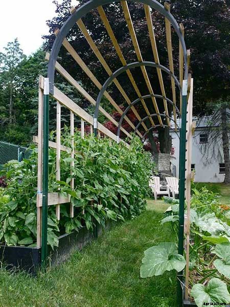 53 Tomato Trellis Designs (Completely Free)