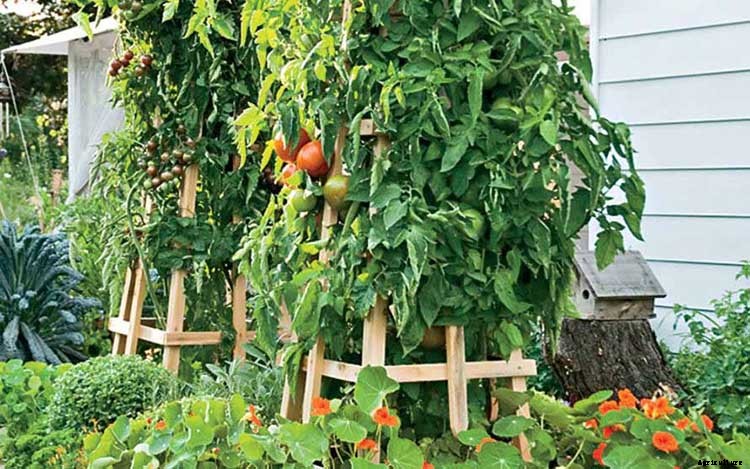 53 Tomato Trellis Designs (Completely Free)