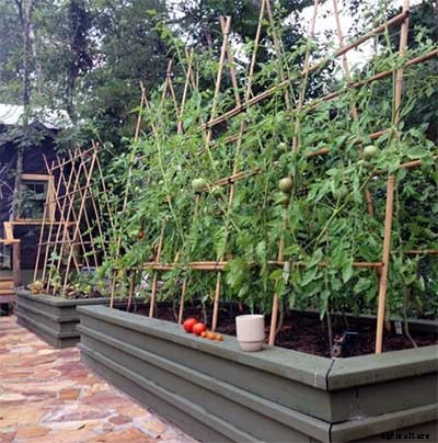 53 Tomato Trellis Designs (Completely Free)