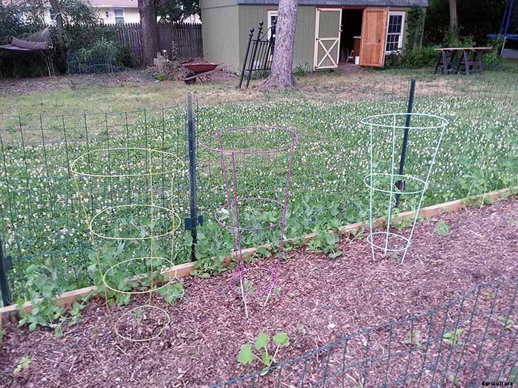 53 Tomato Trellis Designs (Completely Free)