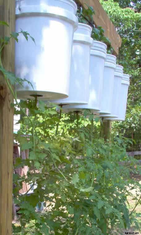 53 Tomato Trellis Designs (Completely Free)