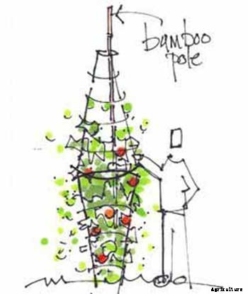 53 Tomato Trellis Designs (Completely Free)