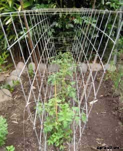 53 Tomato Trellis Designs (Completely Free)