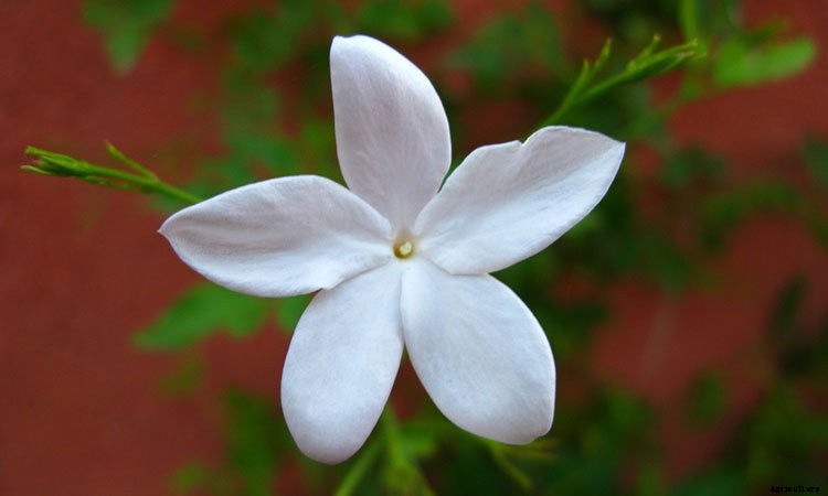 Jasmine Plant: Grow and Care for Jasminum