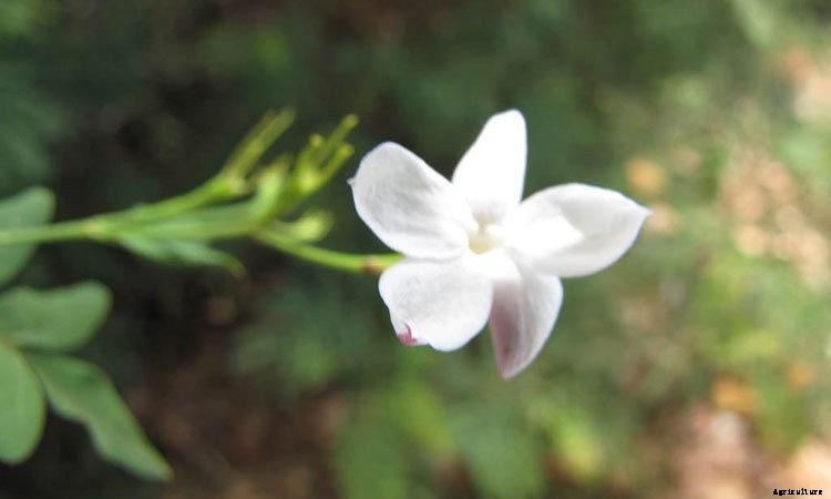 Jasmine Plant: Grow and Care for Jasminum